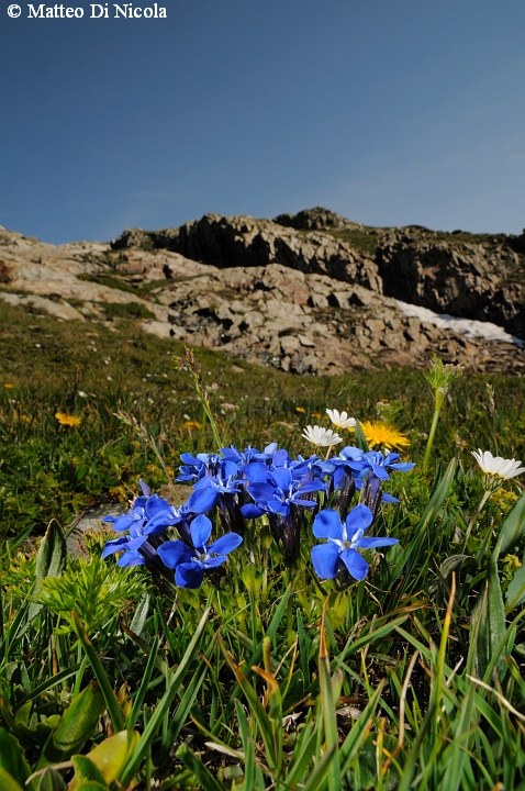 un po'' di flora dal Gavia